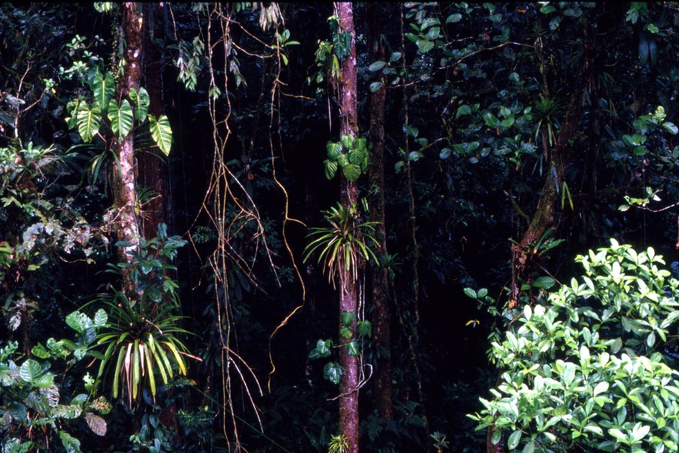  A trópusi esőerdők több lombkoronaszintből állnak