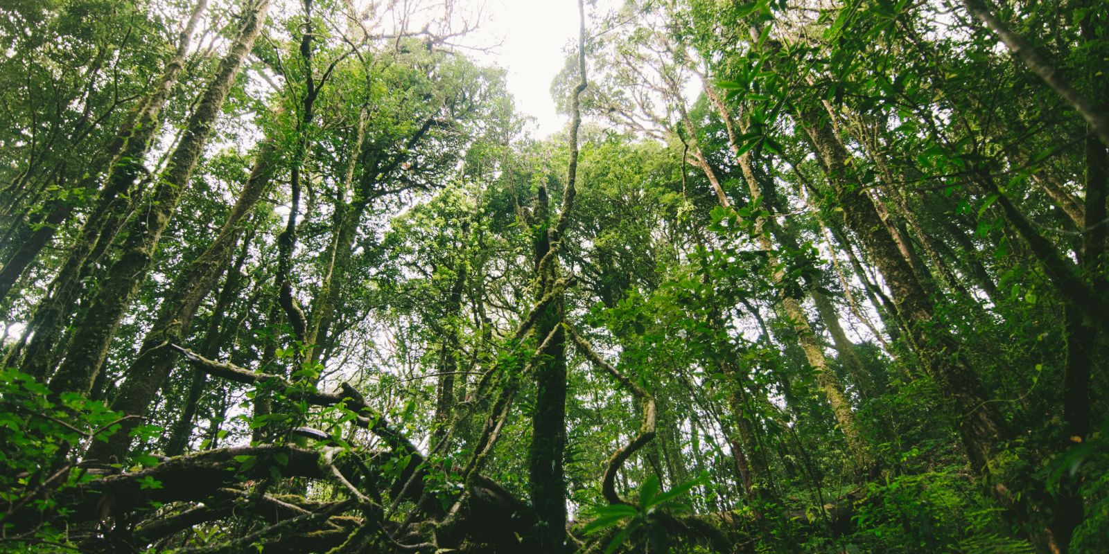 A trópusi esőerdők növényzete igen változatos