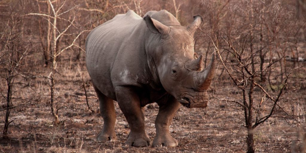 Kihalnak a rinocéroszok?