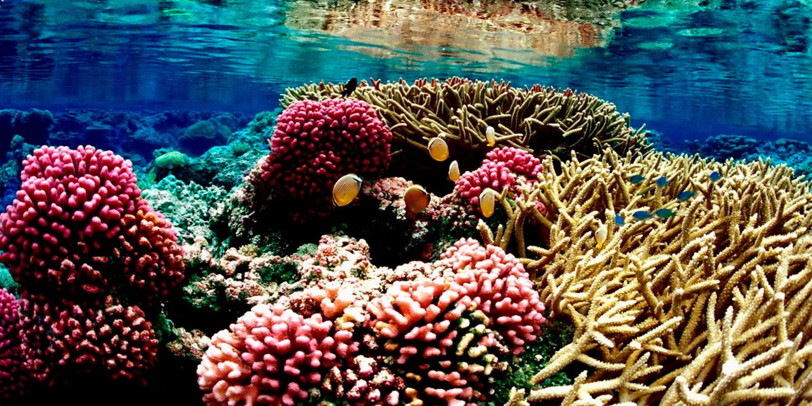 Korallzátony