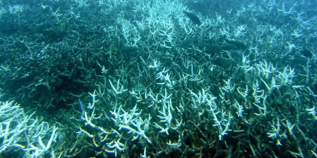 korallzátony telep