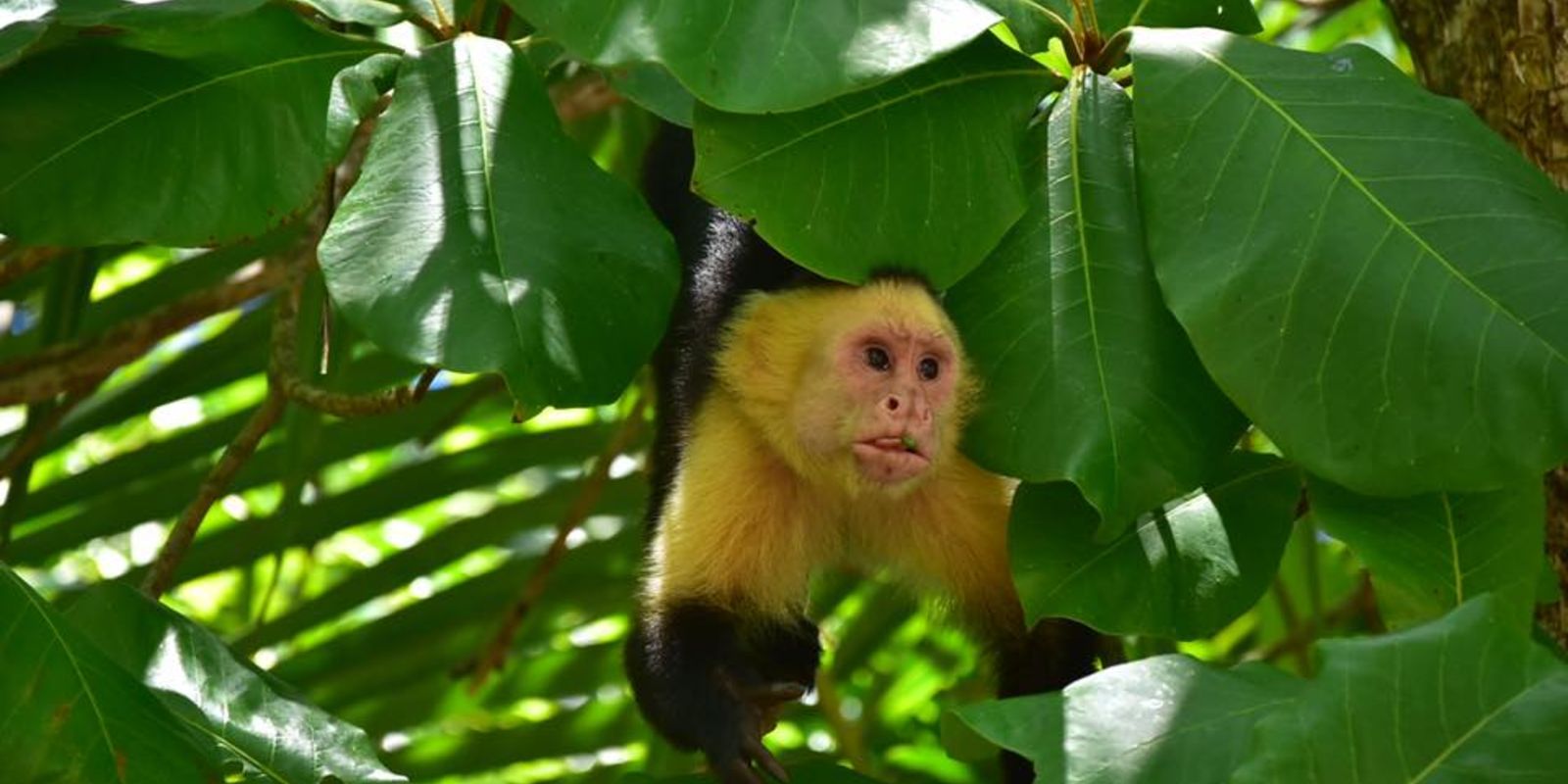Az Amazonas esőerdőiben rengeteg különleges megjelenésű állatfaj él