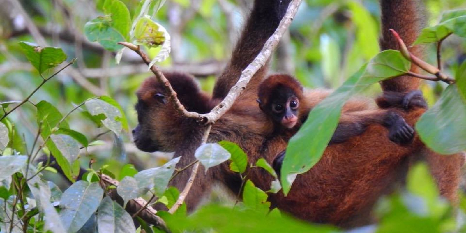 Újvilági majmok a dél-amerikai esőerdőkben