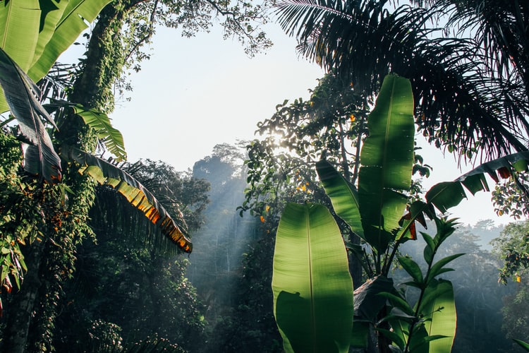 Hol találhatóak trópusi esőerdők? 