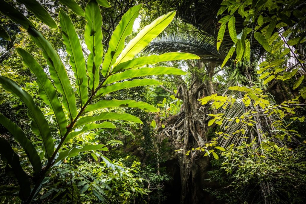 Érdekességek a trópusi esőerdőkről