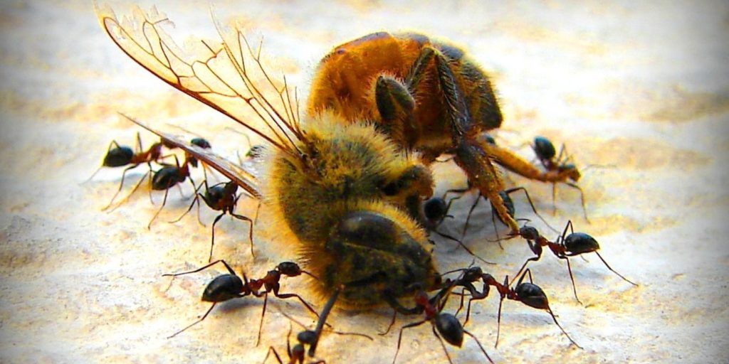 Halott méh, éhes hangyák