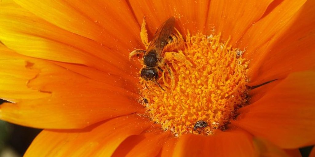Méh virágon méhek pusztulása előtt