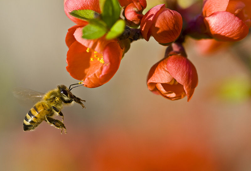 Méh beporzás közben, amit nem fog tudni csinálni a méhek pusztulás esetén