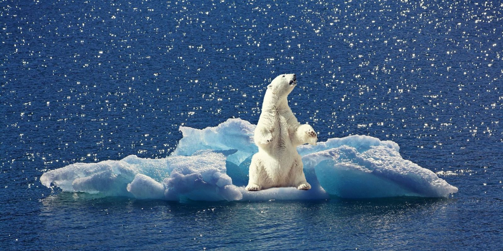 Északi-sark jeges medvével