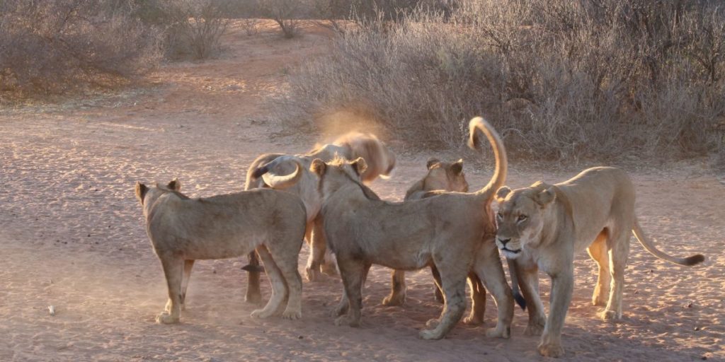 Kalahári sivatag oroszlánokkal