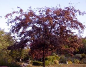 Vöröslevelű lepényfa