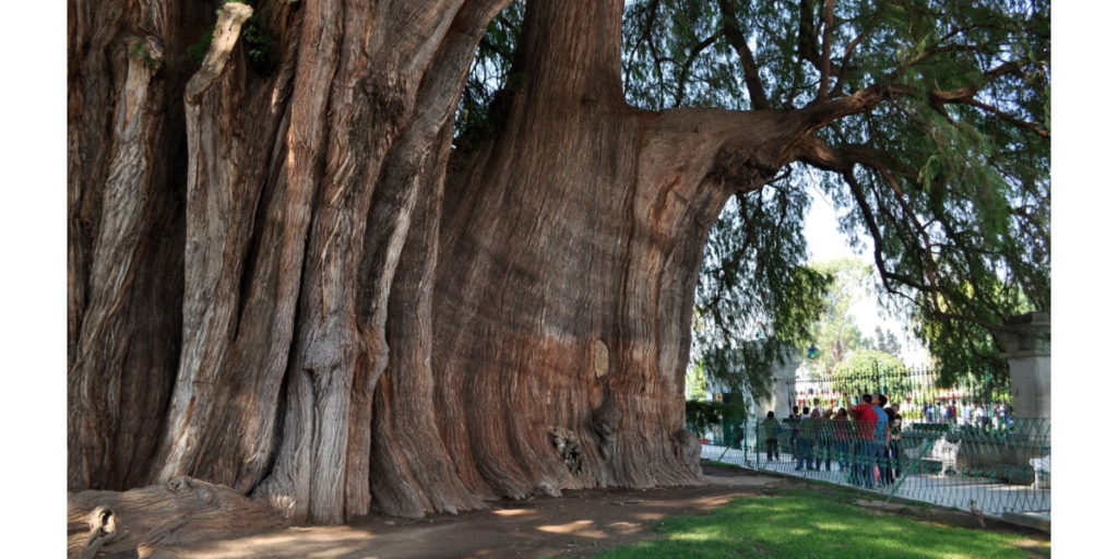A mexikói mocsárciprus, különleges, hatalmas törzsátmérőjű fafaj