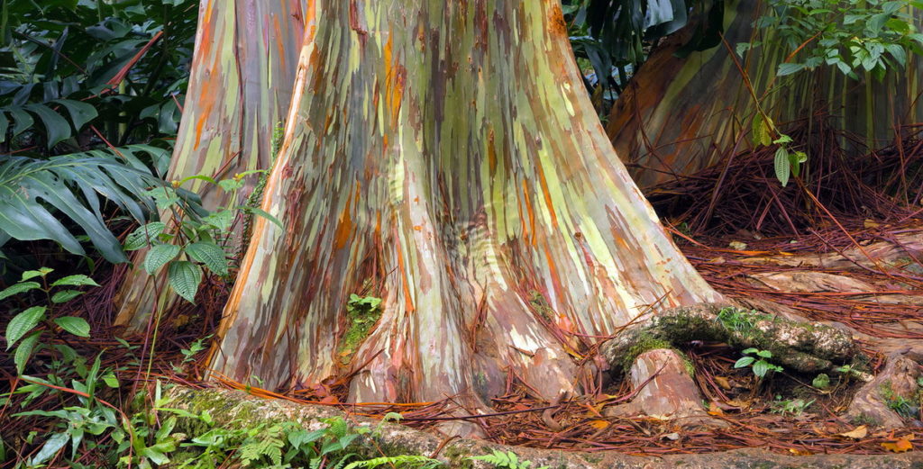 Különleges fafajták: a szivárvány eukaliptusz