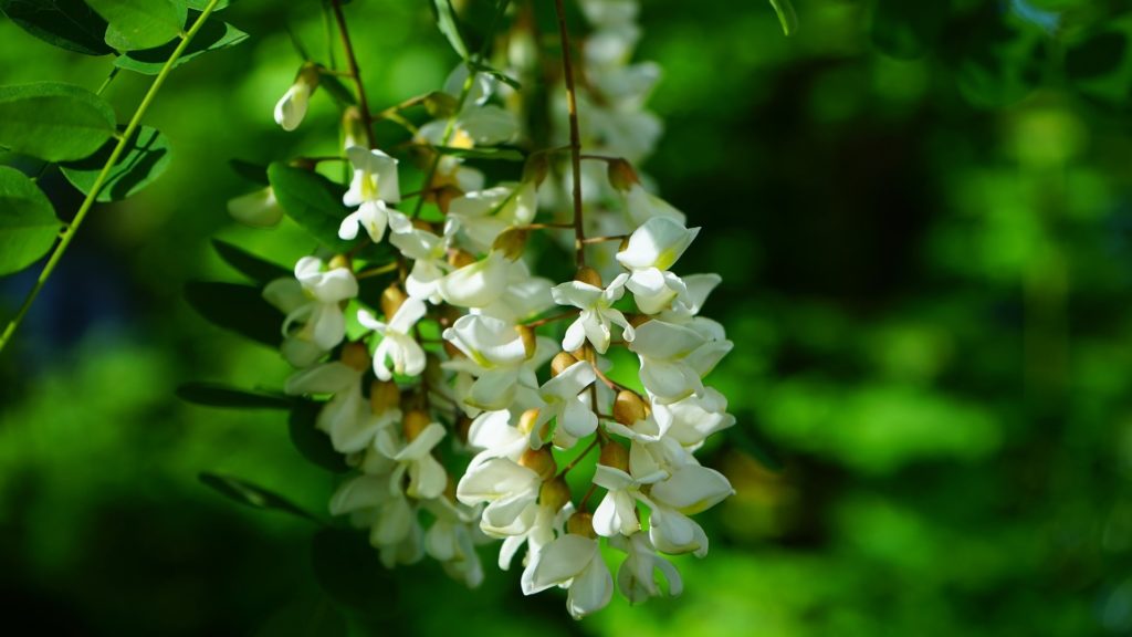 gyorsan növő fák Fehér akác Robinia pseudoacacia
