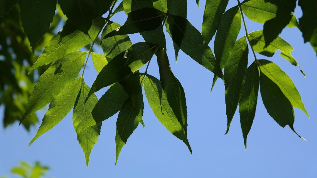 gyorsan növő fa Magas kőris Fraxinus excelsior