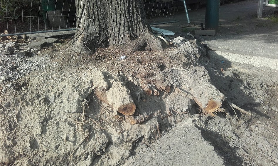Elvágott gyökerű fa a városligeti építkezésnél.