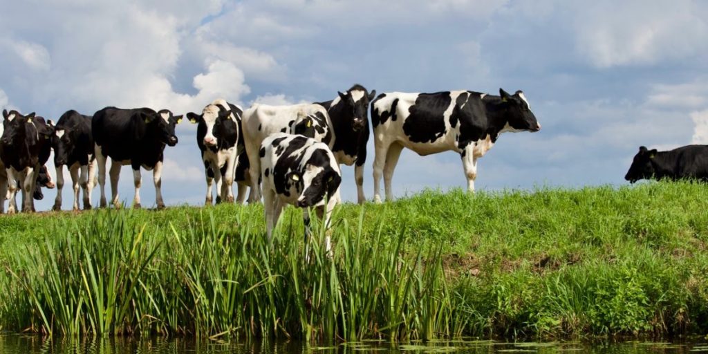 a tehenek sok metán tartalmazó bélgázt eresztenek