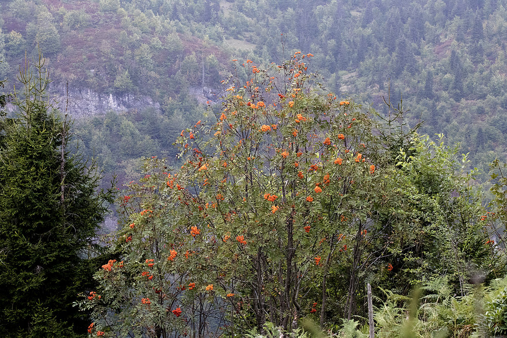 Madárberkenye (Sorbus aucuparia)