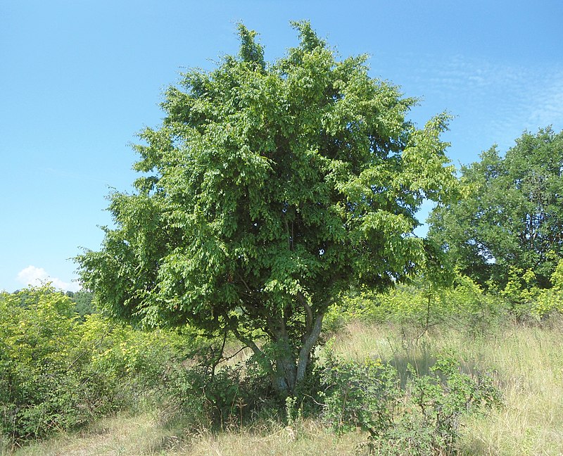 Keleti gyertyán (Carpinus orientalis)