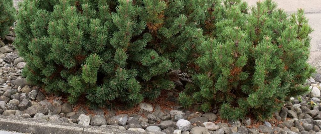 Havasi törpefenyő (Pinus mugo) - Különleges fák a kertben