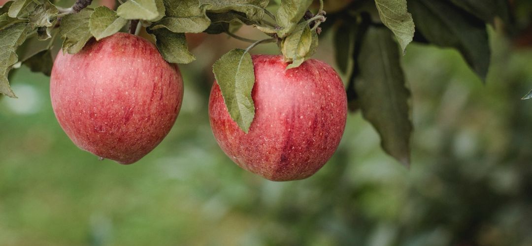 Gyümölcsfák betegségei a csodaszép almával sok gond van