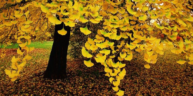 Aranysárga gingkofa levelek ősszel