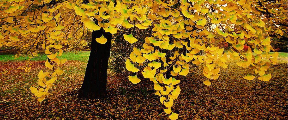 Aranysárga gingkofa levelek ősszel