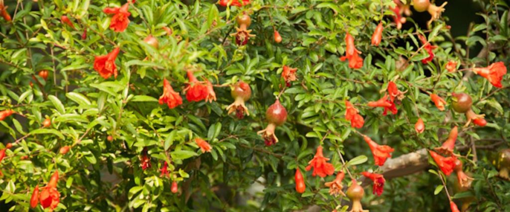 Gránátalmafa (Punica Granatum) - Különleges fák a kertben