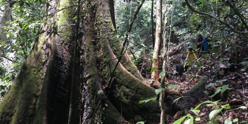 A legmagasabb trópusi fa törzse.