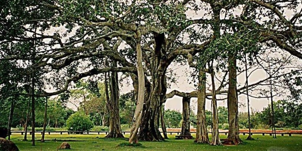 Indiában áll a világ legnagyobb lombkoronájú fája. 