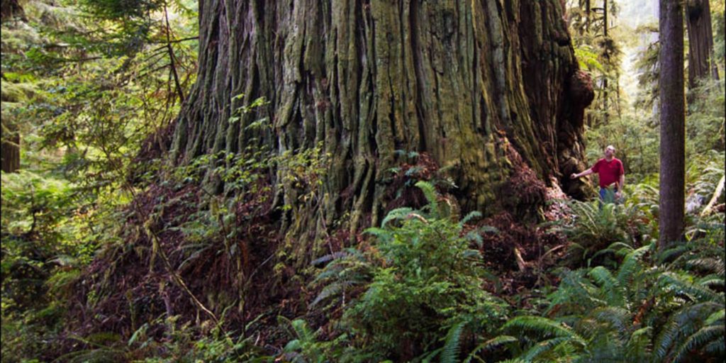 A mamutfenyők uralják a legmagasabb fák listáját. 