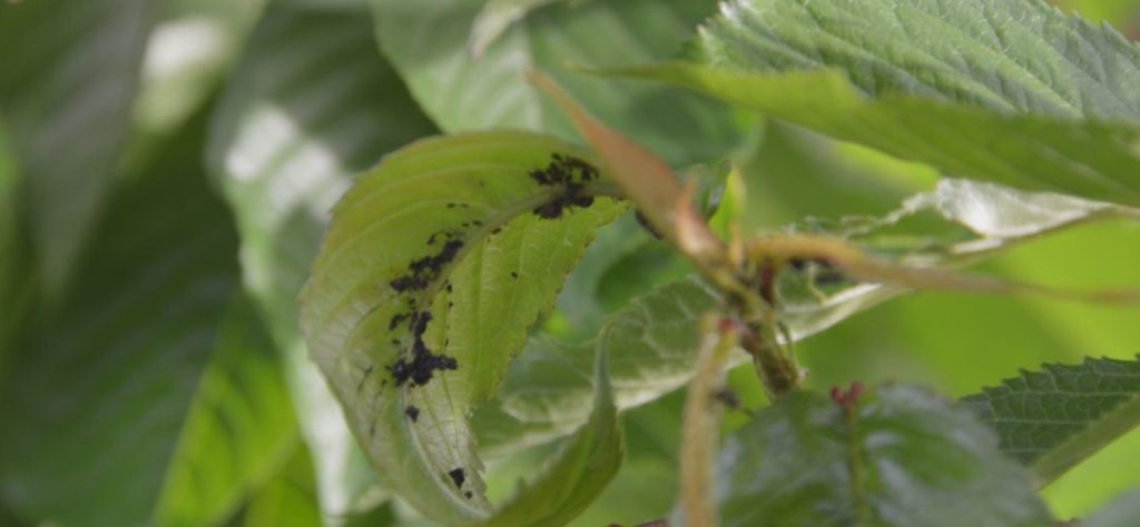 fekete levéltetvek gyümölcsfa betegségei rovar kártevő