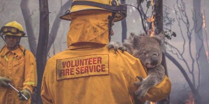 Mentik a tűzből a kolaákat és az erdei állatokat Ausztráliában
