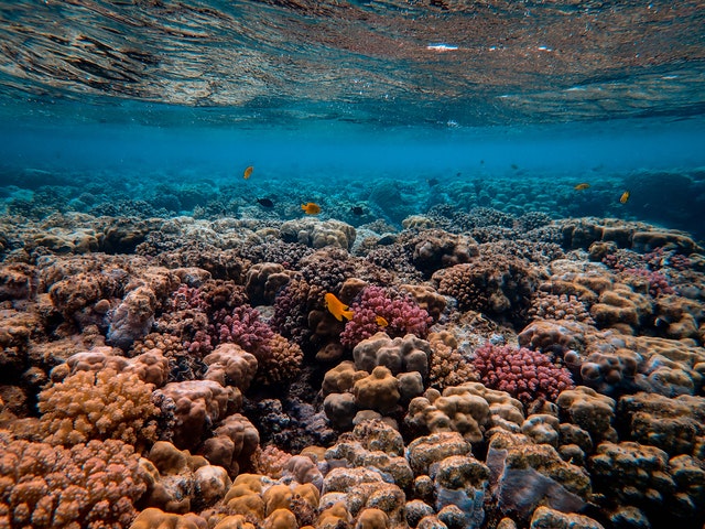 A korallfehéredés nagyon komoly probléma