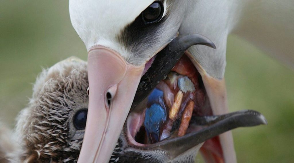 Albatrosz fióka, tengeri szeméttel etetik
