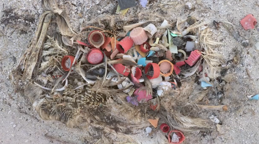 Halott tengeri állatok gyomrában rengeteg műanyagszemét