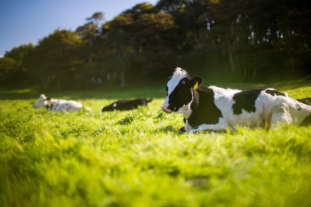 Az állattenyésztés jelentősen hozzájárul a metán légköri koncentrációjának növekedéséhez.