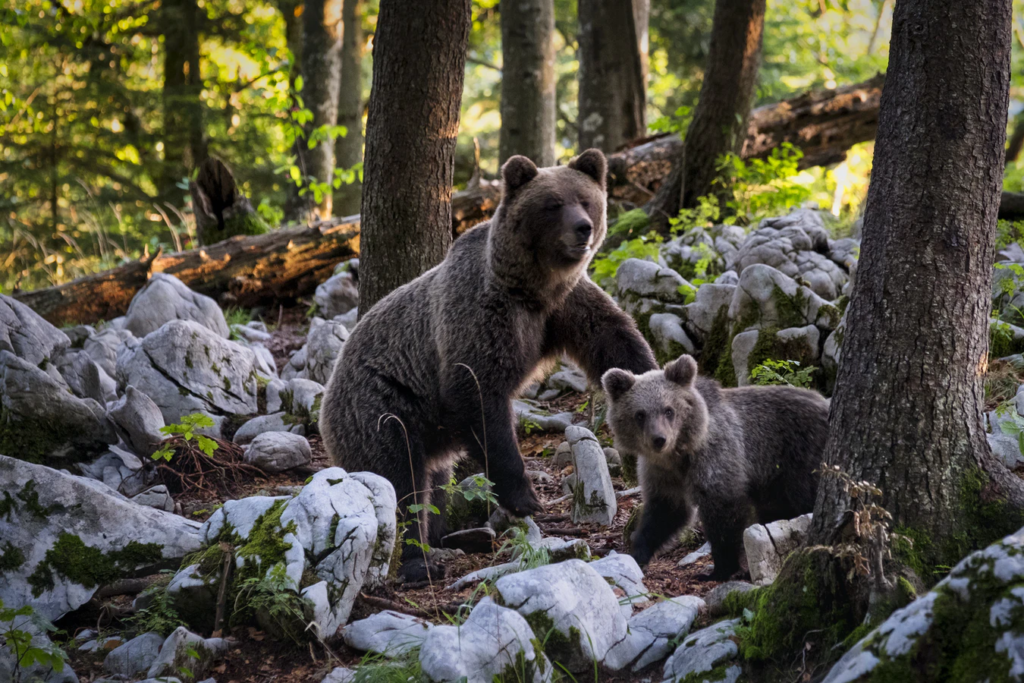 Barna medve (Ursus arctos) - Nagyragadozók Magyarországon