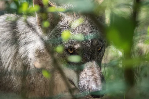 Szürke farkas (Canis lupusI - Nagyragadozók Magyarországon