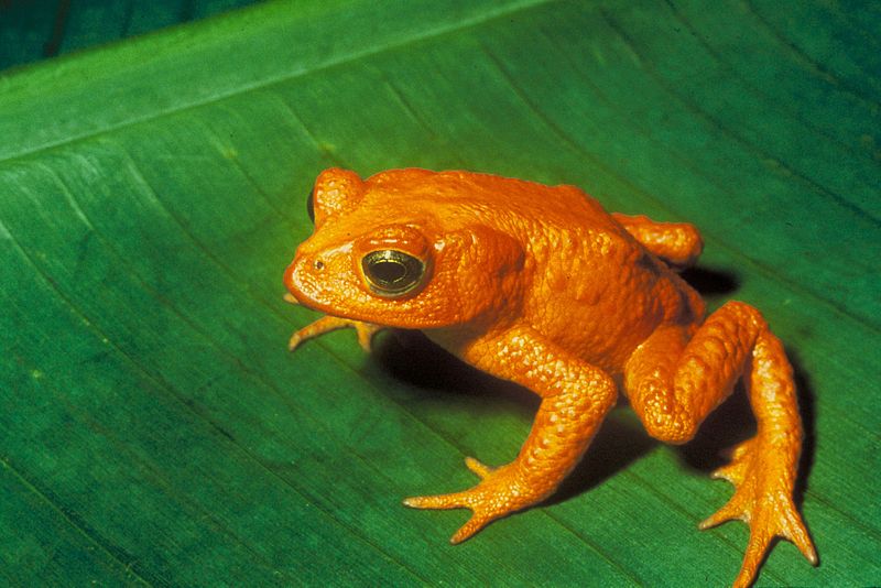 Costa Rica-i aranyvarangy kihalt állatok