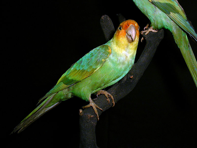 karolinai papagáj kihalt állatok