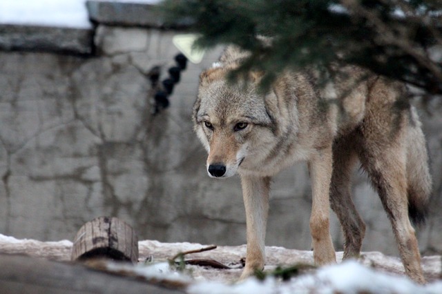 Védett állatok Magyarországon: a szürke farkas