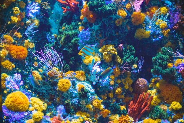 A globális felmelegedés a korallzátonyok pusztulásához vezet
