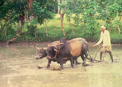Sri Lankán és Kelet-Ázsiában gyakorta bivalyokkal művelik a földeket.