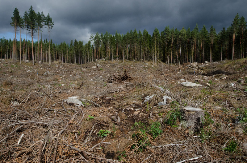 A tarvágásos erdőirtás egész Európában súlyos problémákhoz vezethet. Kép forrása: endseurope.com