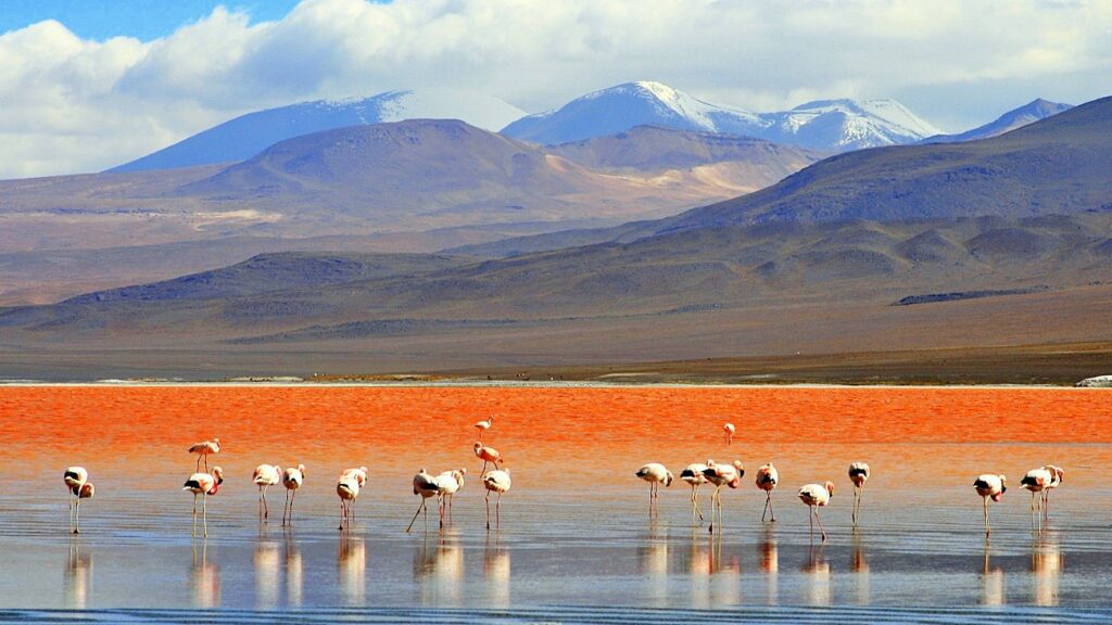 Laguna Colorada Vörös-tó Bolívia