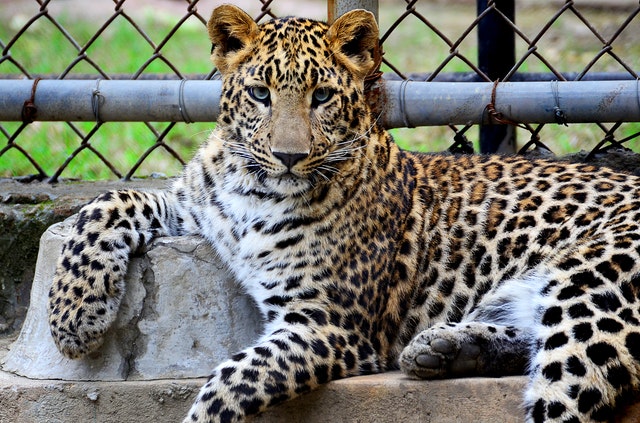Az állatvédelem a cirkuszi és állatkerti állatokra is vonatkozik