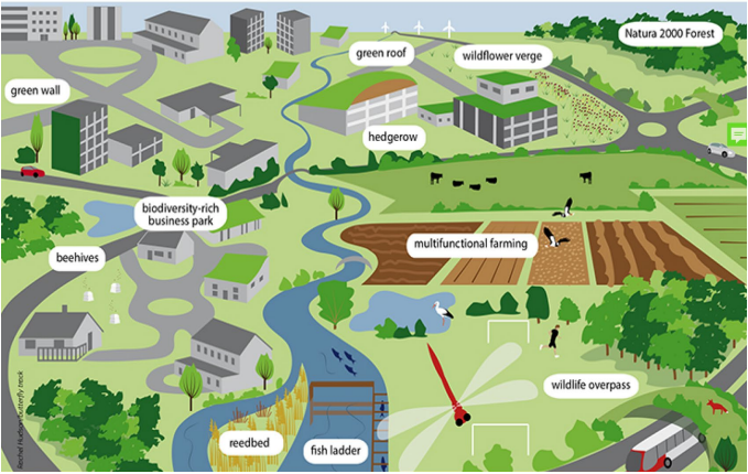 Példa a zöld infrastruktúra-hálózatra. Kép forrása: biodiversity.europa.eu