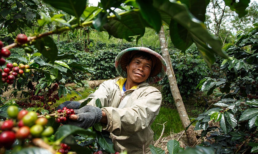 Koperasi Baithul Qiradh Baburrayan (KBQB), Indonézia. Jumiran a KBQB szövetkezet tagja és egy hektárnyi területű birtokon, a Fairtrade alapelveinek megfelelően termeszti terményeit. Kép: fairtrade.net