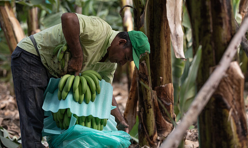 A növekvő exportköltségek és a zuhanó importárak közvetlenül befolyásolják a banántermesztők és a munkások megélhetését, amely veszélybe kerülne a Fairtrade méltányos ár nélkül. Kép: fairtrade.net